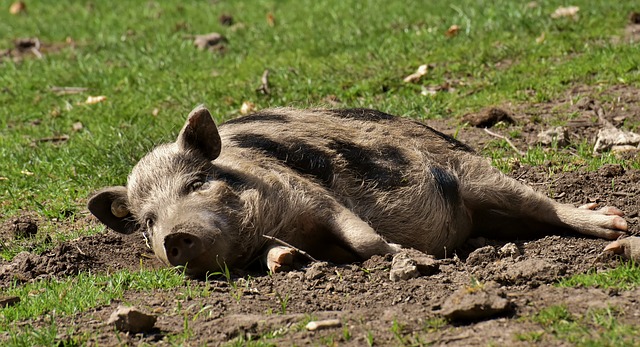 krankes Schwein